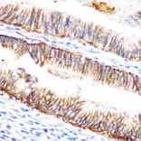 Immunohistochemistry - Anti-Raf1 Antibody (A12552) - Antibodies.com