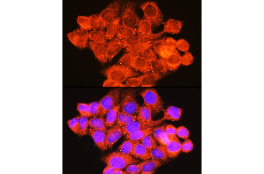 Immunofluorescence - Anti-Raf1 Antibody (A12552) - Antibodies.com