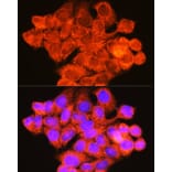 Immunofluorescence - Anti-Raf1 Antibody (A12552) - Antibodies.com