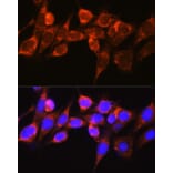 Immunofluorescence - Anti-Raf1 Antibody (A12552) - Antibodies.com