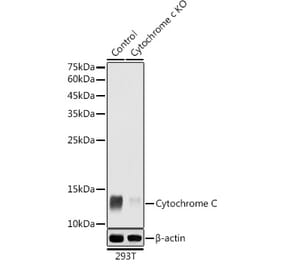 Western Blot - Anti-Cytochrome C Antibody (A12553) - Antibodies.com