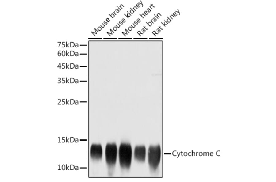 Western Blot - Anti-Cytochrome C Antibody (A12553) - Antibodies.com