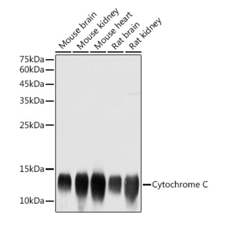 Western Blot - Anti-Cytochrome C Antibody (A12553) - Antibodies.com