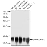 Western Blot - Anti-Cytochrome C Antibody (A12553) - Antibodies.com