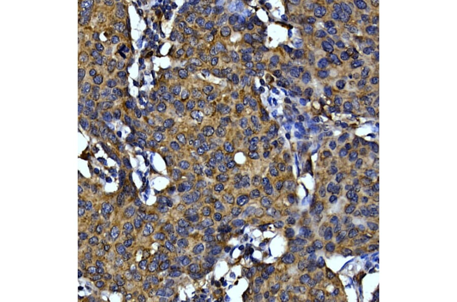 Immunohistochemistry - Anti-Cytochrome C Antibody (A12553) - Antibodies.com