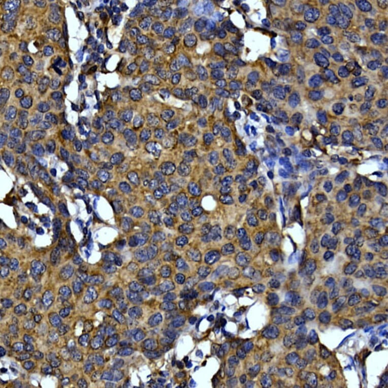 Immunohistochemistry - Anti-Cytochrome C Antibody (A12553) - Antibodies.com