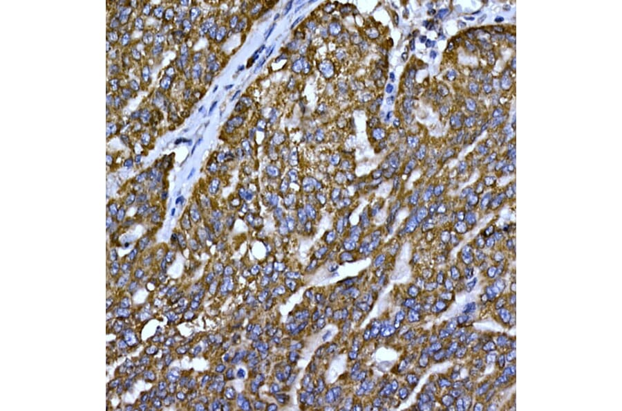 Immunohistochemistry - Anti-Cytochrome C Antibody (A12553) - Antibodies.com