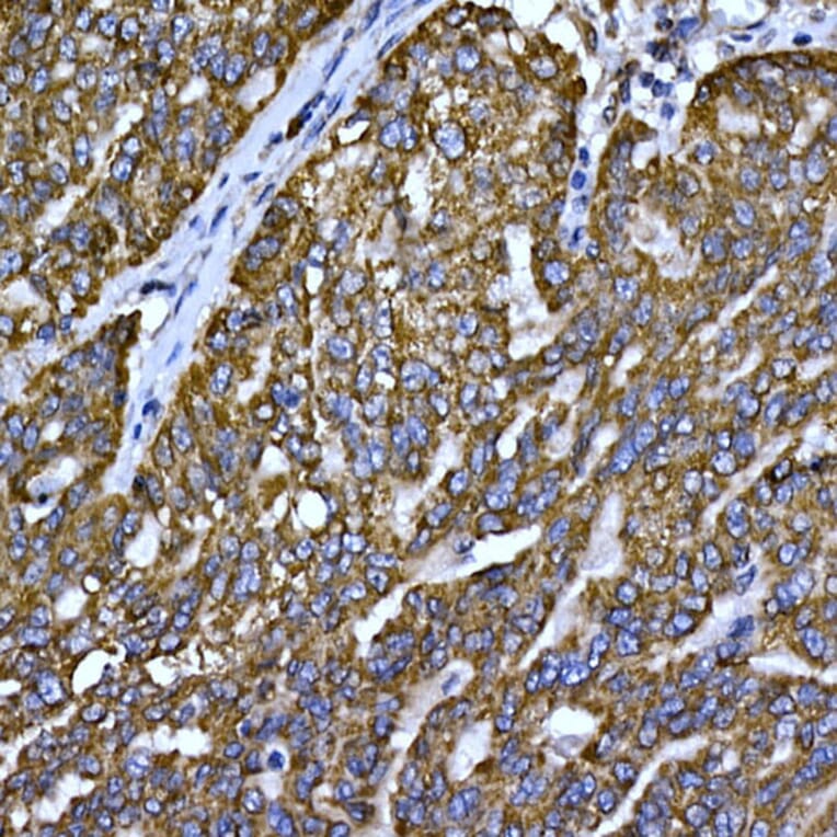 Immunohistochemistry - Anti-Cytochrome C Antibody (A12553) - Antibodies.com
