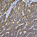 Immunohistochemistry - Anti-Cytochrome C Antibody (A12553) - Antibodies.com