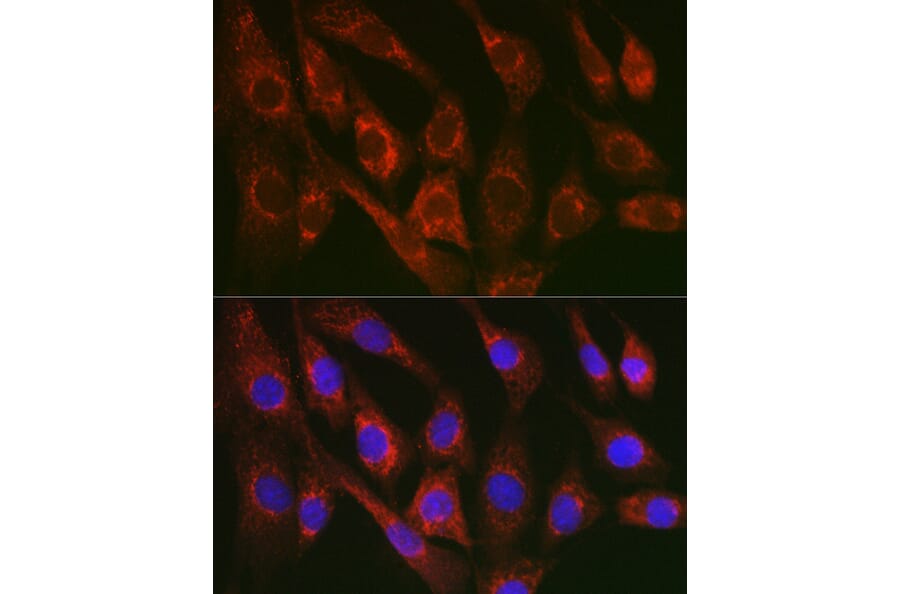 Immunofluorescence - Anti-Cytochrome C Antibody (A12553) - Antibodies.com