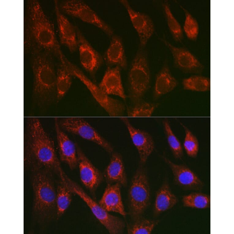 Immunofluorescence - Anti-Cytochrome C Antibody (A12553) - Antibodies.com