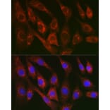 Immunofluorescence - Anti-Cytochrome C Antibody (A12553) - Antibodies.com