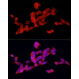 Immunofluorescence - Anti-DOK4 Antibody (A12554) - Antibodies.com
