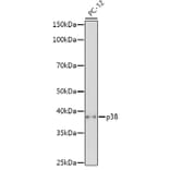 Western Blot - Anti-p38 alpha/MAPK14 Antibody (A12555) - Antibodies.com