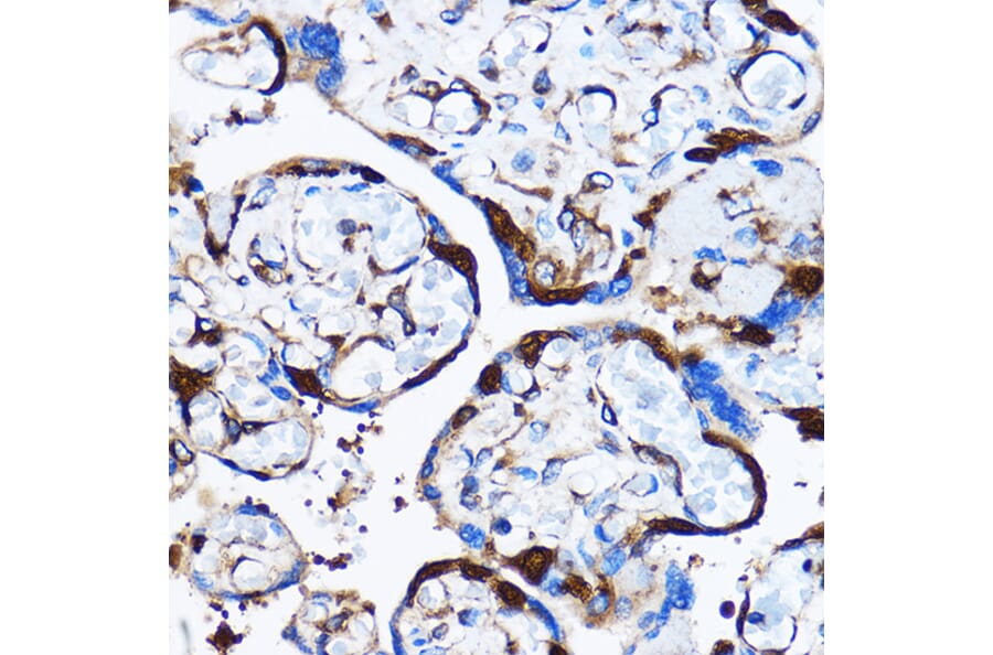 Immunohistochemistry - Anti-p38 alpha/MAPK14 Antibody (A12555) - Antibodies.com