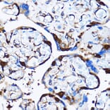 Immunohistochemistry - Anti-p38 alpha/MAPK14 Antibody (A12555) - Antibodies.com