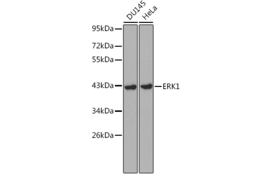 Western Blot - Anti-ERK1 Antibody (A12556) - Antibodies.com