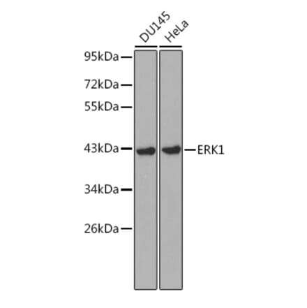 Western Blot - Anti-ERK1 Antibody (A12556) - Antibodies.com