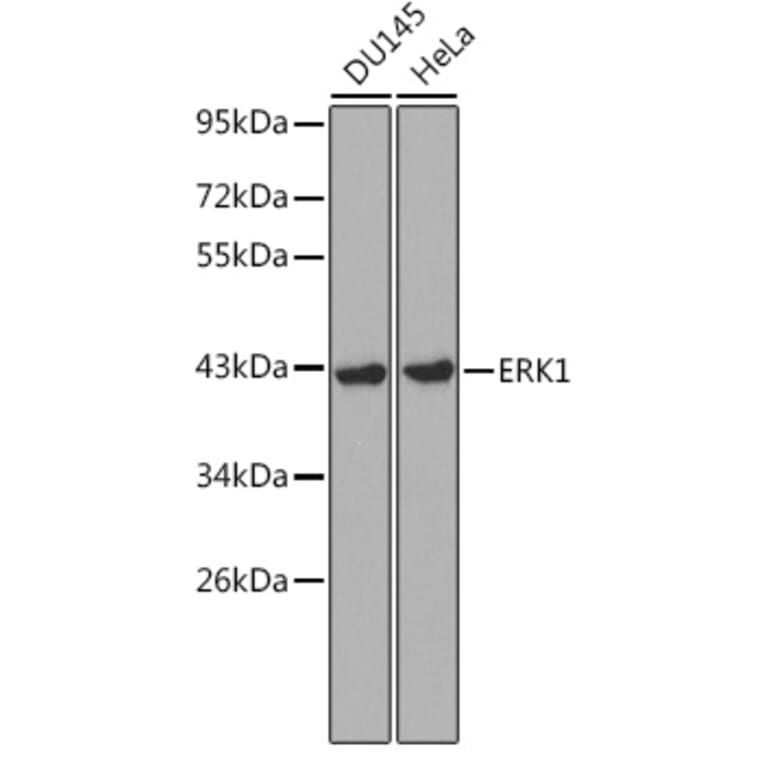 Western Blot - Anti-ERK1 Antibody (A12556) - Antibodies.com