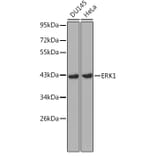 Western Blot - Anti-ERK1 Antibody (A12556) - Antibodies.com