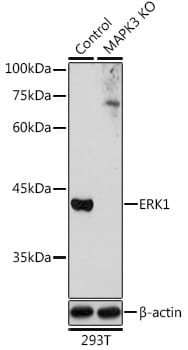k様 Anti-ERK1 Antibody (A12556) | Antibodies.com