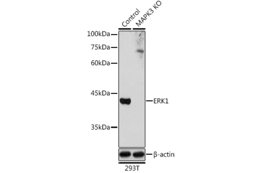 Western Blot - Anti-ERK1 Antibody (A12556) - Antibodies.com