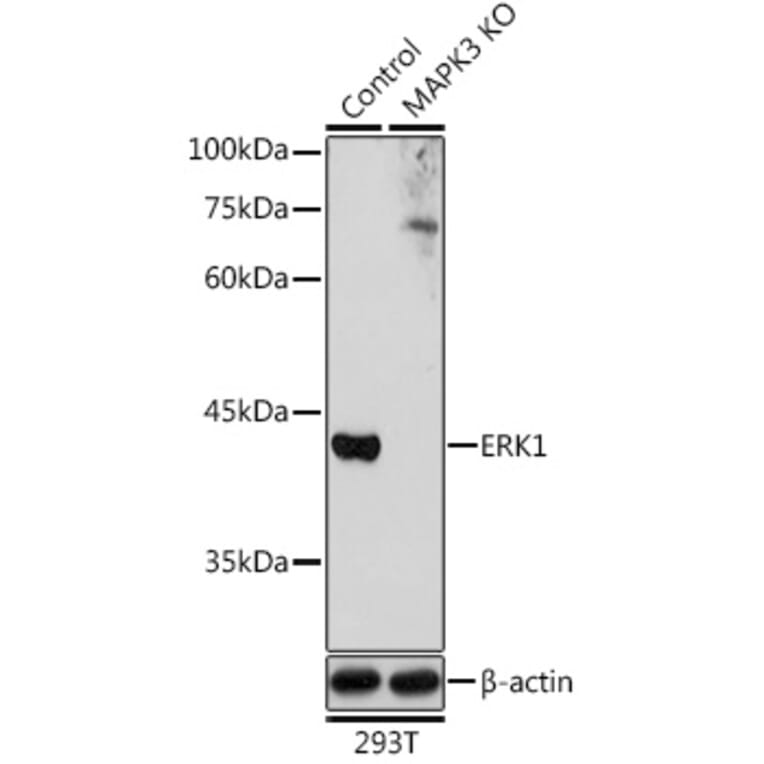 Western Blot - Anti-ERK1 Antibody (A12556) - Antibodies.com