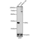 Western Blot - Anti-ERK1 Antibody (A12556) - Antibodies.com
