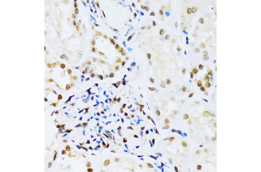 Immunohistochemistry - Anti-ERK1 Antibody (A12556) - Antibodies.com