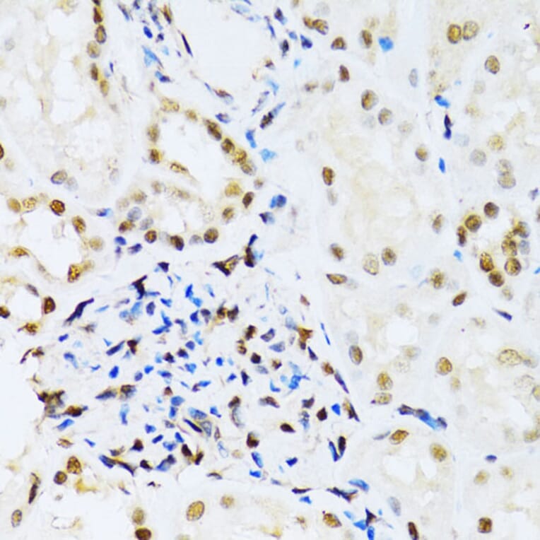 Immunohistochemistry - Anti-ERK1 Antibody (A12556) - Antibodies.com