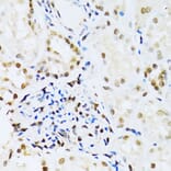 Immunohistochemistry - Anti-ERK1 Antibody (A12556) - Antibodies.com