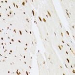 Immunohistochemistry - Anti-ERK1 Antibody (A12556) - Antibodies.com