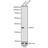 Western Blot - Anti-ERK2 Antibody (A12557) - Antibodies.com
