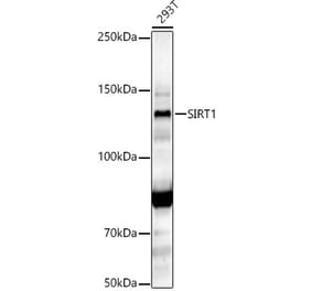 Western Blot - Anti-SIRT1 Antibody (A12558) - Antibodies.com