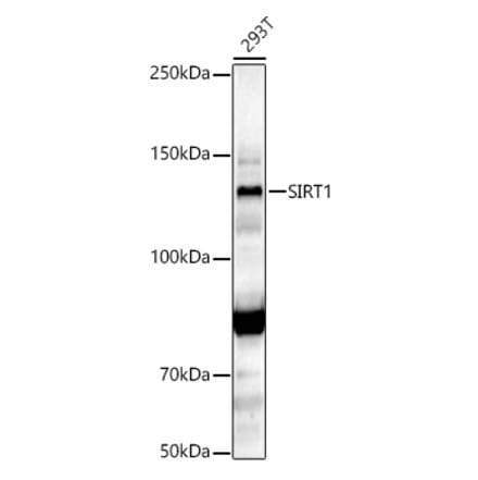 Western Blot - Anti-SIRT1 Antibody (A12558) - Antibodies.com