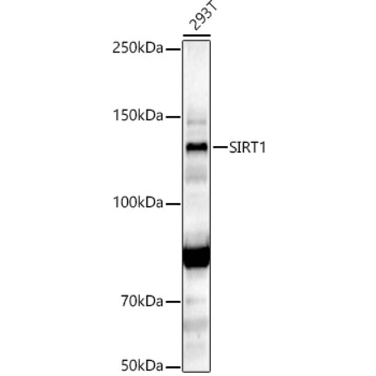 Western Blot - Anti-SIRT1 Antibody (A12558) - Antibodies.com