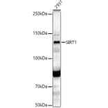 Western Blot - Anti-SIRT1 Antibody (A12558) - Antibodies.com