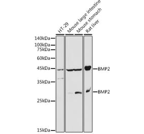 Western Blot - Anti-BMP2 Antibody (A12559) - Antibodies.com