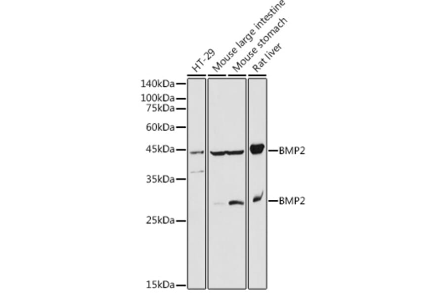 Western Blot - Anti-BMP2 Antibody (A12559) - Antibodies.com