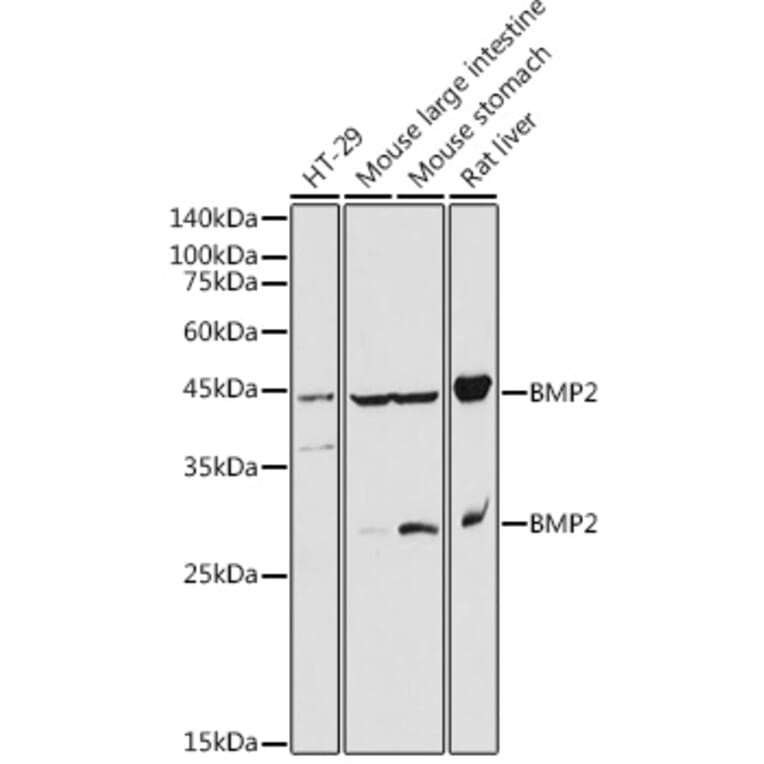 Western Blot - Anti-BMP2 Antibody (A12559) - Antibodies.com