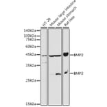 Western Blot - Anti-BMP2 Antibody (A12559) - Antibodies.com
