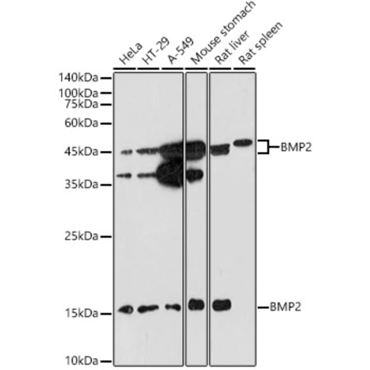 Western Blot - Anti-BMP2 Antibody (A12559) - Antibodies.com