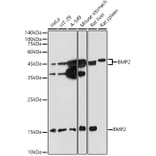 Western Blot - Anti-BMP2 Antibody (A12559) - Antibodies.com