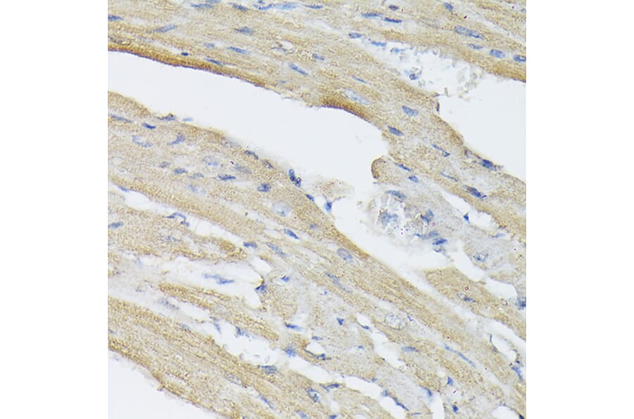 Immunohistochemistry - Anti-BMP2 Antibody (A12559) - Antibodies.com