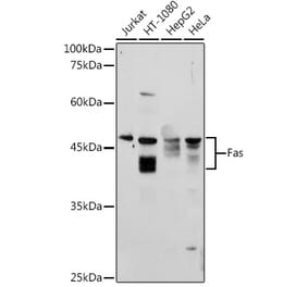 Western Blot - Anti-Fas Antibody (A12561) - Antibodies.com