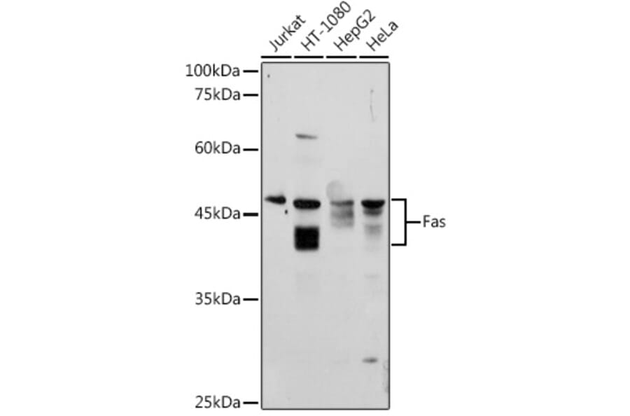 Western Blot - Anti-Fas Antibody (A12561) - Antibodies.com
