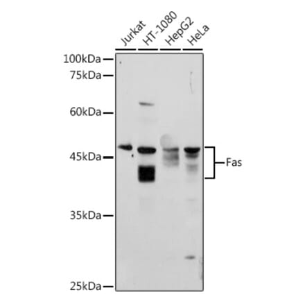 Western Blot - Anti-Fas Antibody (A12561) - Antibodies.com