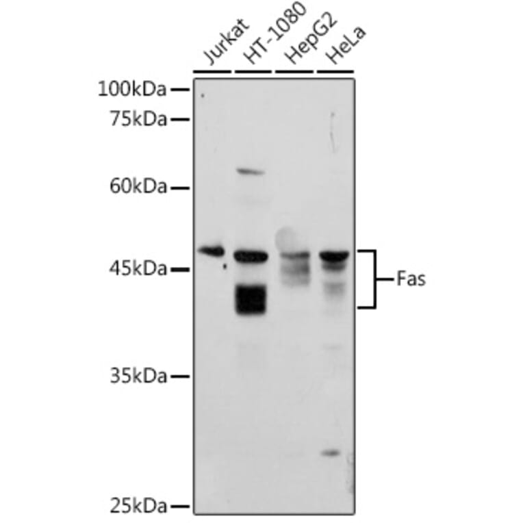 Western Blot - Anti-Fas Antibody (A12561) - Antibodies.com