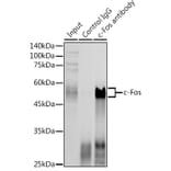 Western Blot - Anti-c-Fos Antibody (A12562) - Antibodies.com