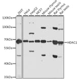 Western Blot - Anti-HDAC1 Antibody (A12564) - Antibodies.com